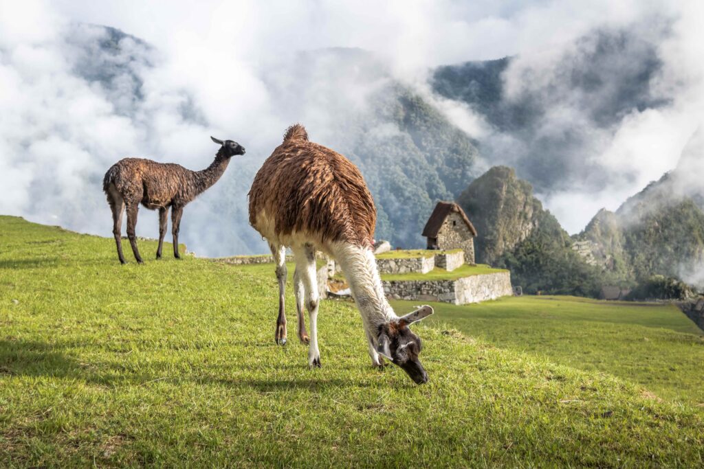 llamas cusco
